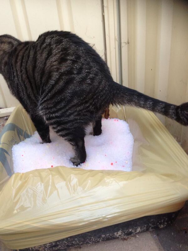 DaKotaFG's tweet photo. Stole mums phone and took this pic of Monkey doing a poo! BOL http://t.co/MM6kqeiY7i