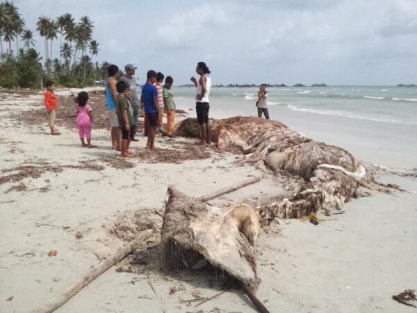 Bangkai ikan Paus terdampar di Pantai Dasa Teluk Dalam, Bintan, Kepri.
