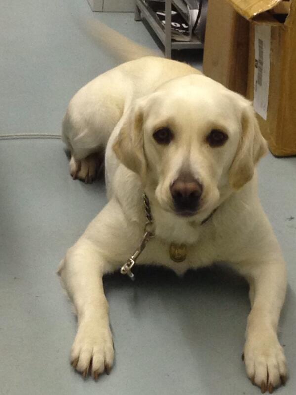 EmilyAnger's tweet image. Early morning shift company #kaisy the #dog #work #gym #f4l