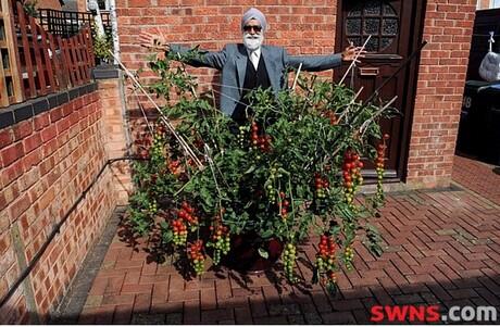 UK: Gardener harvested 1,355 tomatoes from just ONE seed! - hortidaily.com/article/5689/U…