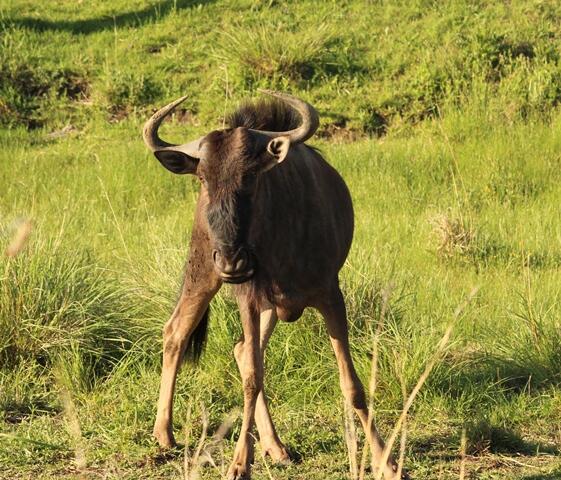 Elephant Rock Lodge tweet media