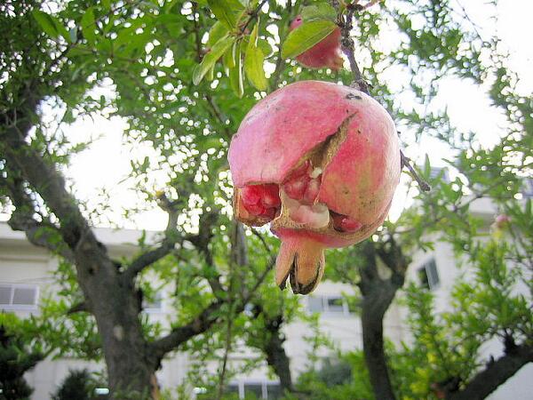 たけこし久高 甲州八珍果 今回はザクロです 市内では庭木 としてみうけられます 最近はジュースに加工され販売されていますが 果実として食べるのはなかなか大変ですね 個人のお宅ですが 小原東のザクロ が山梨県の天然記念物に指定されています