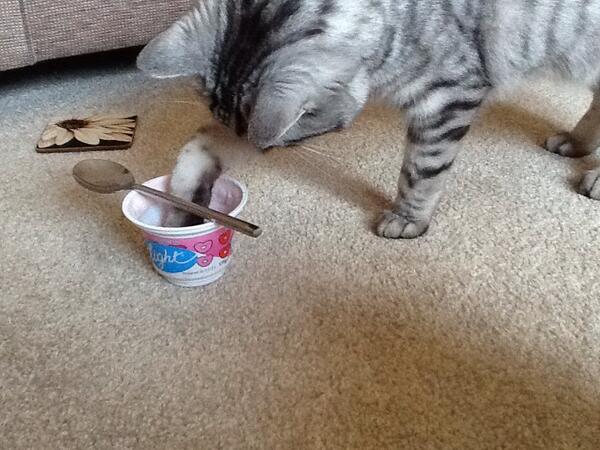Han_wills1's tweet image. Freddie likes muller light yoghurts! #differentcat