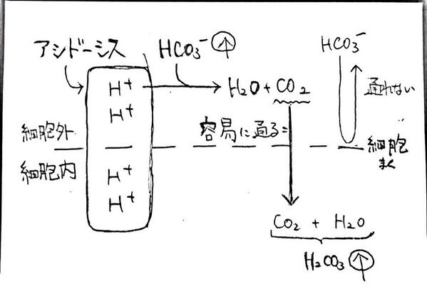 きるぎす 逆説的アシドーシス アシドーシスに対してnahco3を静注すると 細胞外にhco3 が増えるのでアルカローシスに傾く しかし Hco3 は細胞膜を通りにくく Co2は容易に通過するので細胞内ではco2が増える アシドーシスに Http T Co If9vk22jum
