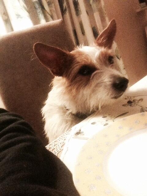 FleurHarris's tweet photo. Waiting for my supper ..humans taking too long to deliver http://t.co/10BUQyNC5G