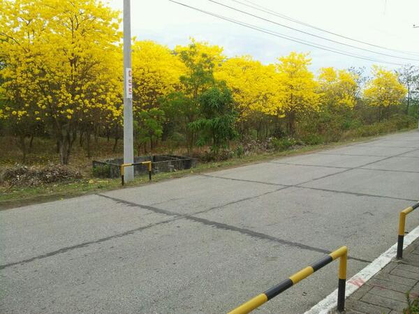 GZuritaH's tweet photo. Un campus "amarillo como el sol". http://t.co/3XEUFmitT9