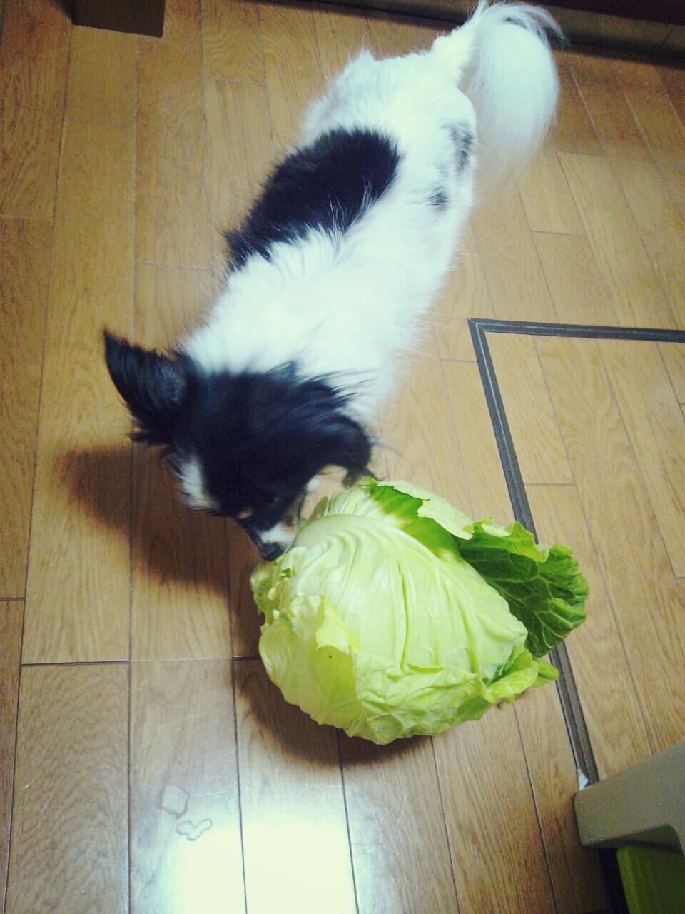 森ちひろ うそやん うちの犬キャベツ盗み食いしよったwwwww Http T Co Ogvqcqlmwm Twitter 森ちひろ うそやん うちの犬キャベツ盗み食いしよったwwwww Http T Co Ogvqcqlmwm Twitter