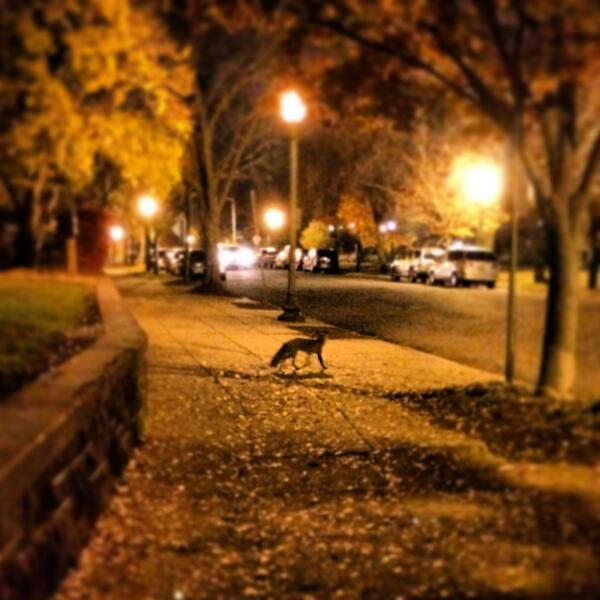 DCist's tweet photo. Long live the Capitol Hill Fox. http://t.co/l7BA0kbWvc http://t.co/ZzUeuzjv58