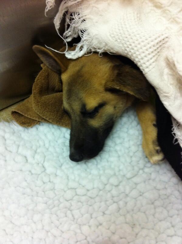 wisdom_horse's tweet photo. I want to adopt this pup from the SPCA sooooo badly... 😍 http://t.co/ZEcoYCEcqf