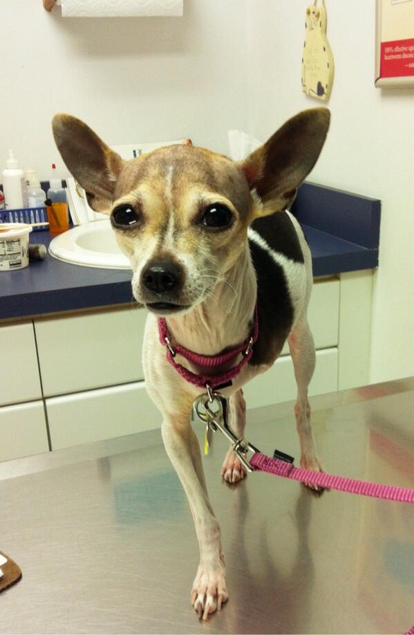 All Creatures Animal tweet media