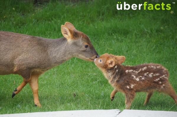 UberFacts tweet media