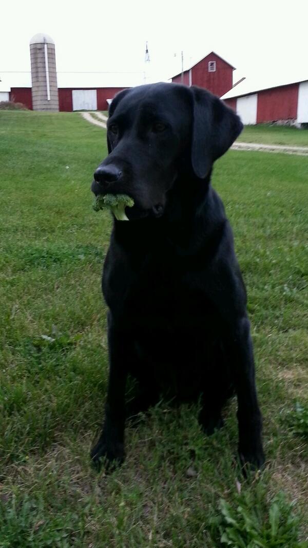 JTheWaterIsHigh's tweet photo. @sportingdogtv @JeffFullerSDATV Broccoli hunter! #dogpower #shotshow http://t.co/2PF7I41w05