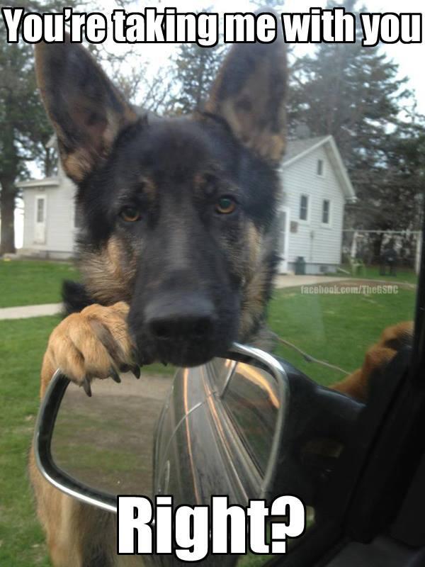 HonorThread's tweet image. Errands with @WarriorDogs @schutzhund13