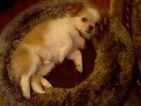 teddy doge tweet media