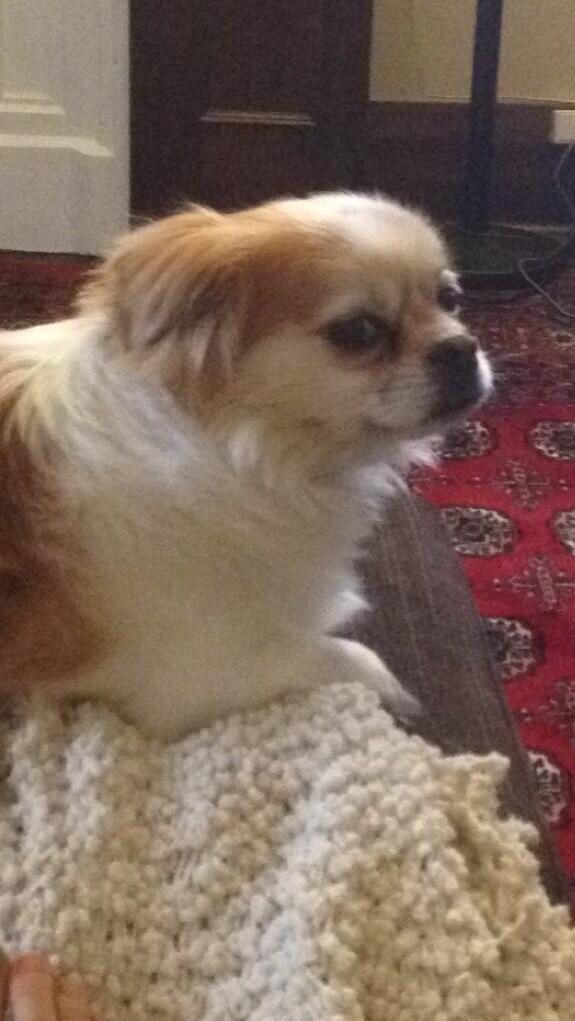 teddy doge tweet media