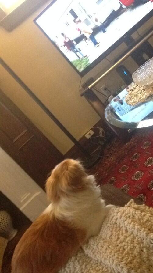 teddy doge tweet media