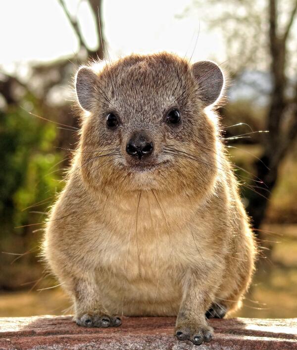 Waggonerapi's tweet image. They are not kosher: 10 fun facts about the rock hyrax wrd.cm/1et98Tj