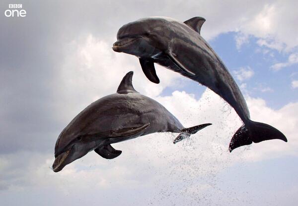 BBCOne's tweet photo. Does anyone think that the #dolphins have clocked the cameras and are showing off? http://t.co/LkPXiE67hc