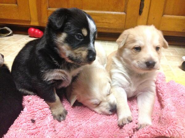 PUP Minnesota tweet media