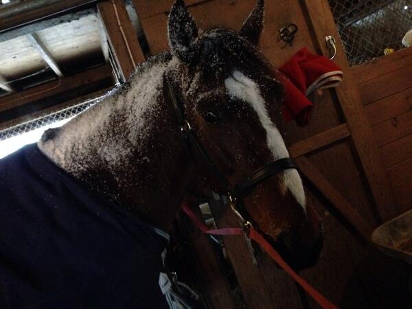 StayFitEatClean's tweet image. My snow giant