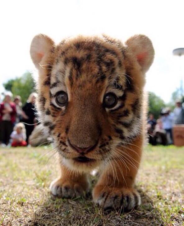 ZooPics's tweet photo. Tiger cub 🐯 http://t.co/SqW38FyOQF