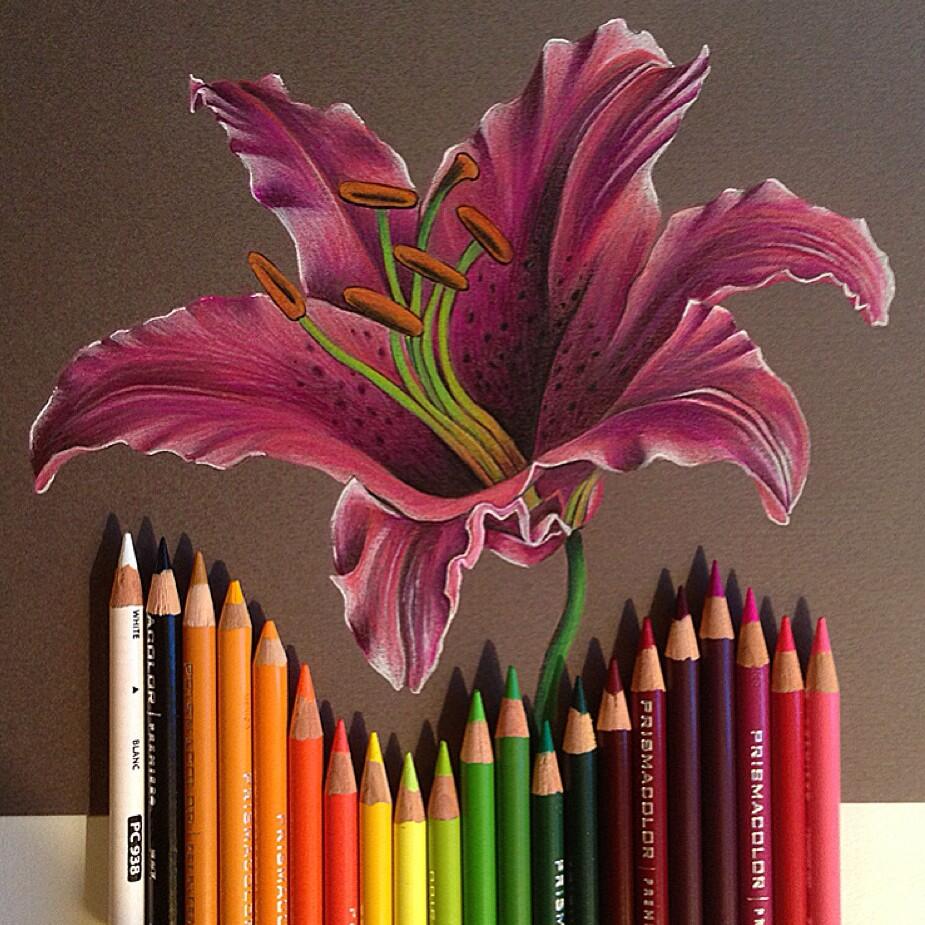 Willie Hsu on Twitter "Stargazer lily drawn with Prismacolor colored