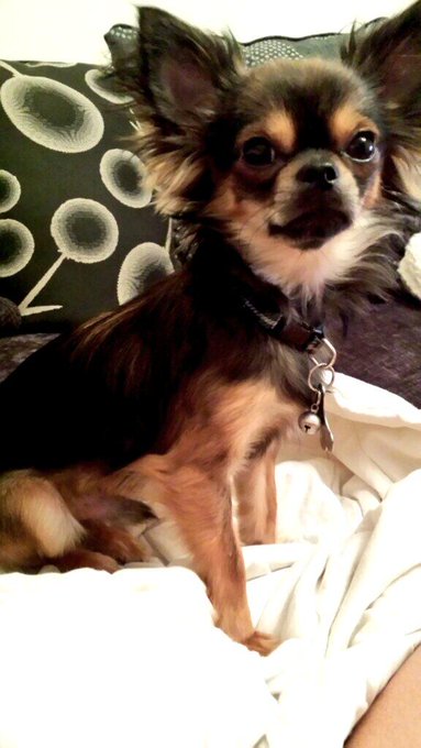 My little boy needs a mopchop.. #fluffball #chihuahua http://t.co/oFGHyvRheF<a href="/tag/fluffball"class="tags">#fluffball</a><a href="/tag/chihuahua"class="tags">#chihuahua</a>