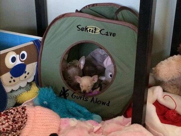 ZeketheCleftie's tweet photo. I decided I like to have my baby foster sister in my man cave! Her is soooo cute! I gonna miss her so so much! http://t.co/7zwG2JIVYl