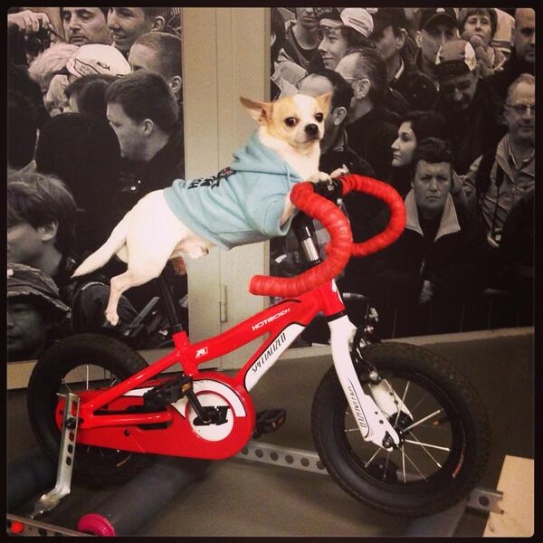 djoelieke's tweet image. Ik heb een vermoeden wie dit jaar de Ronde gaat winnen.... #phoe #crvv #rvv #DeRonde