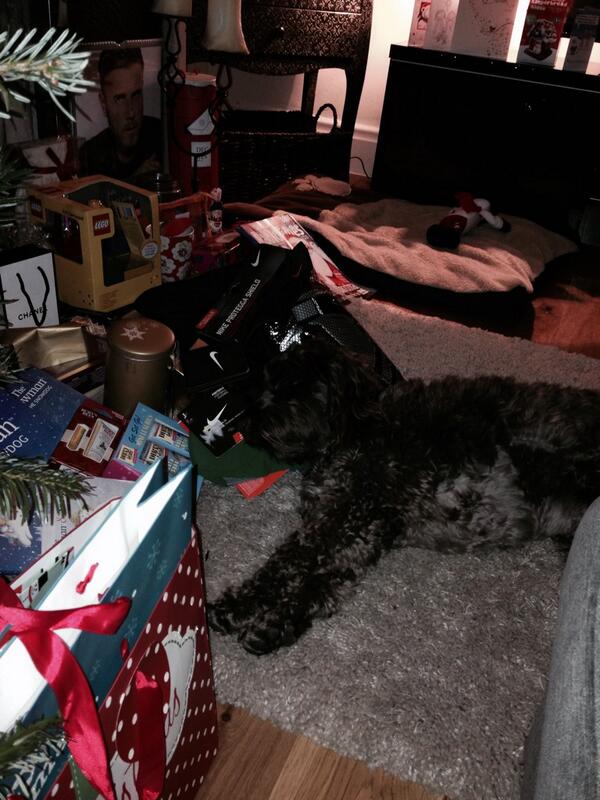 RubyCockapoo's tweet image. Too much turkey as Christmas fun @ThomasCraven1