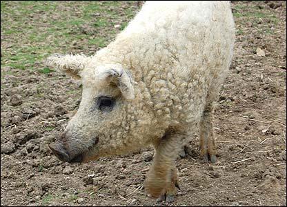 There is a rare breed of pig that looks like a sheep.