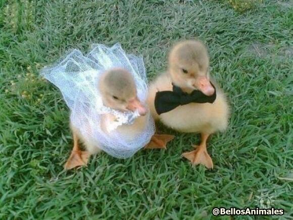BellosAnimales's tweet photo. Te quiero PATOda la vida. http://t.co/xB5GIsv11C