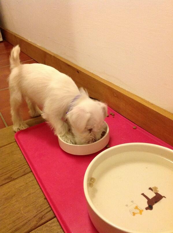 WPMci3's tweet photo. The Chronicles of Saffi-apparently it's easier to get into your bowl when eating! http://t.co/7X7LaXiNlf