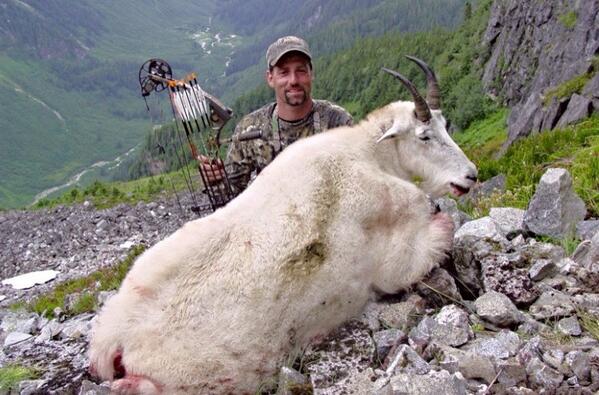 fishing_pics's tweet photo. BIG TROPHY MOUNTAIN GOAT SHOT IN SOUTHEAST ALASKA! #alaska #hunting #mountaingoat http://t.co/2EXtF8ycV0