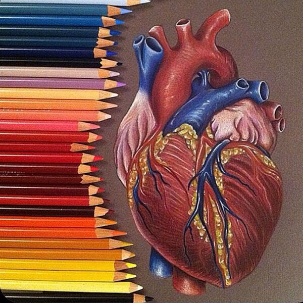 Anatomical Heart Drawing Heart Anatomy Medical Medical - Etsy UK