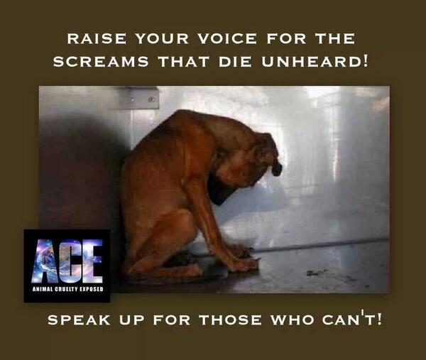 AmyRoseKathryn's tweet image. Hope❤ TopGlobal Victories For Animals In 2013 globalanimal.org/2014/01/02/top…