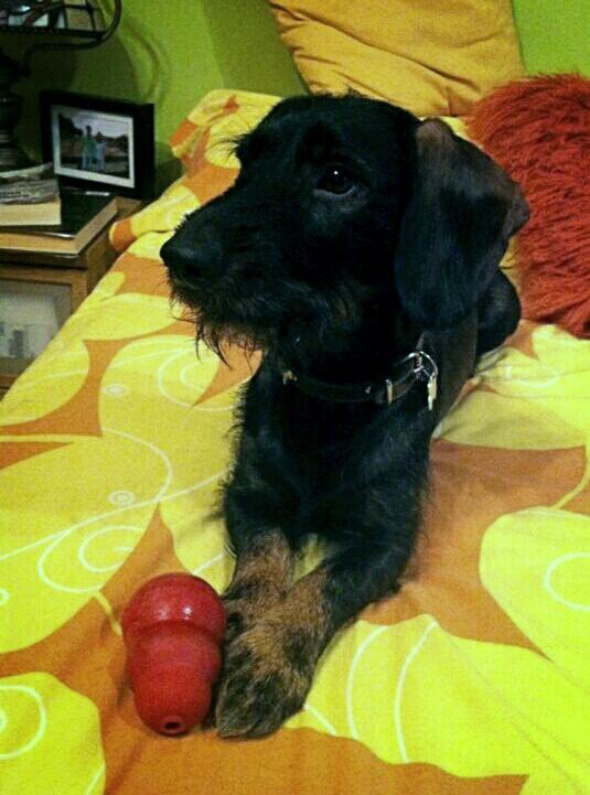 MariaPera9's tweet photo. Cumple de una cosita especial que por suerte está siempre conmigo. #Bow http://t.co/laH6um1woA