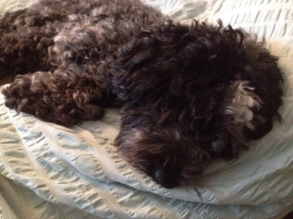 Sleeping off the seasons excesses.