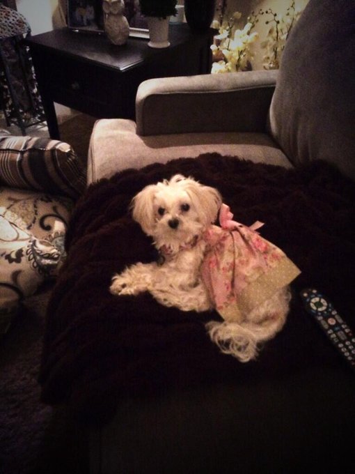 Got to love my little pixie she is waiting for her daddy @colbyjansenXXX http://t.co/Tyrt2deXwg<a href="/tag/rip"class="tags"><span>#rip</span></a><a href="/tag/pixie"class="tags"><span>#pixie</span></a>