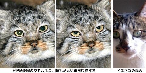 1月3日は 瞳の日 ついラン