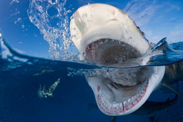 aquariumss's tweet photo. ¡Alucinante la ganadora del primer premio en la categoría de Naturaleza de Foto Nikon 2013! #fotografía #naturaleza http://t.co/KtAi2j0DUH