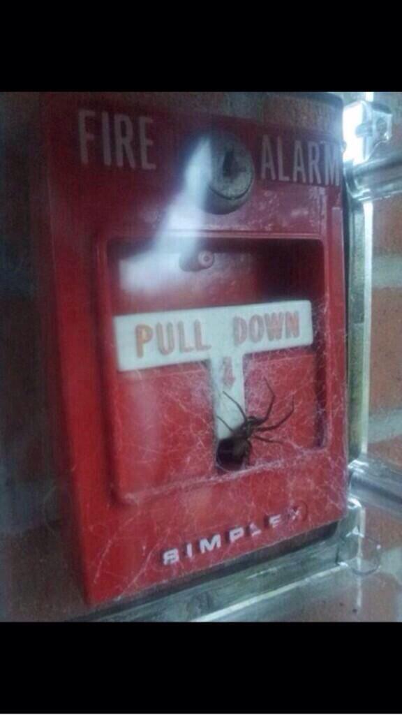 HaydnOSmith's tweet image. "fuck it, we can burn"