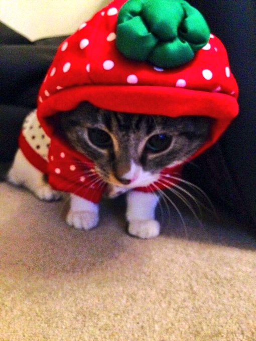 My cat is an absolute legend. Everyone loves a good strawberry! 🐱🍓 http://t.co/YQrkzQYt7J<a href="/tag/nakedtanningsnapchat"class="tags"><span>#nakedtanningsnapchat</span></a>