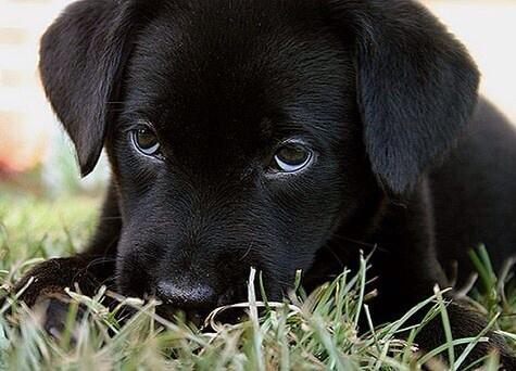 ontploffen kopen Ellende wouter rijpstra on Twitter: "#24uurATG Zwarte labrador pup lievelings hond  http://t.co/FHVlk0hzX9" / Twitter