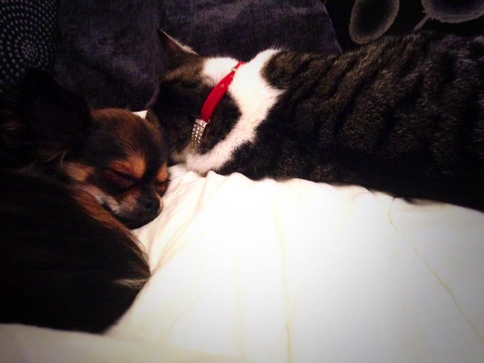 Bastards. They're out for the count on the sofa, but I'm still not feeling even REMOTELY tired! 😒 http://t<a href="/tag/chihuahua"class="tags"><span>#chihuahua</span></a>