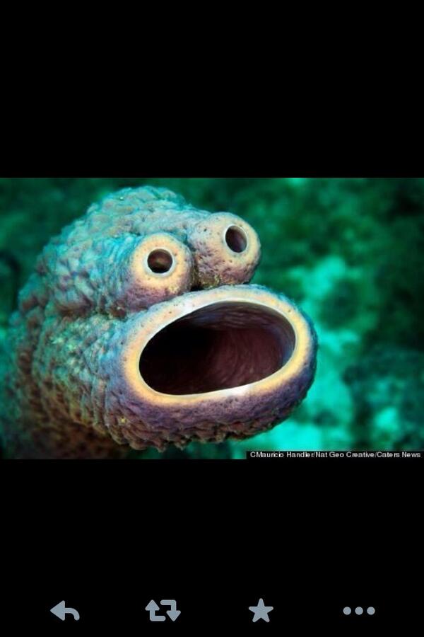 Invxsxble_Bxlly's tweet image. Ladies... #watdatmoufdo