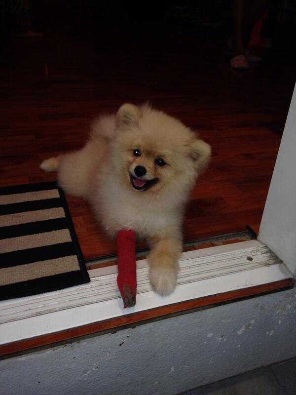 BullKayleigh's tweet photo. @Scowleysteve I saw this the other day and thought it was a wooden leg! http://t.co/xpfLr90HzN
