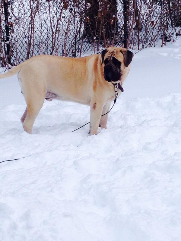 ChasingJessNutt's tweet image. "@KimGeneux: @chasingnj  Greetings from Englewood #chasingsnow http://t.co/aip5rH2QkZ" @ChasingSibile new recruitment for #puppybowl