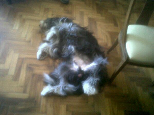 nacholocker's tweet photo. Dice ser un perro http://t.co/wtYJV8kfq2