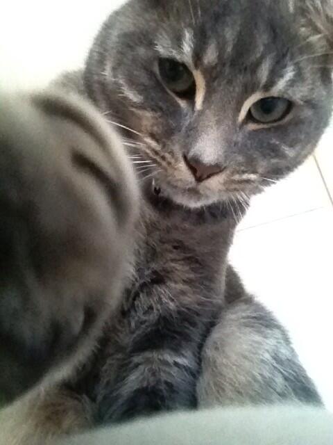 lisa23967's tweet photo. @BeckyManning02 Mr Pan took a selfie !!!! http://t.co/SLnTxEGCqS